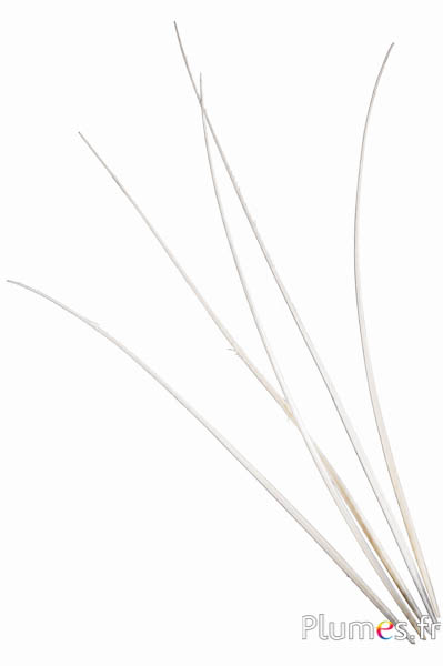 Struisvogel Rachis - 40-45 cm - wit